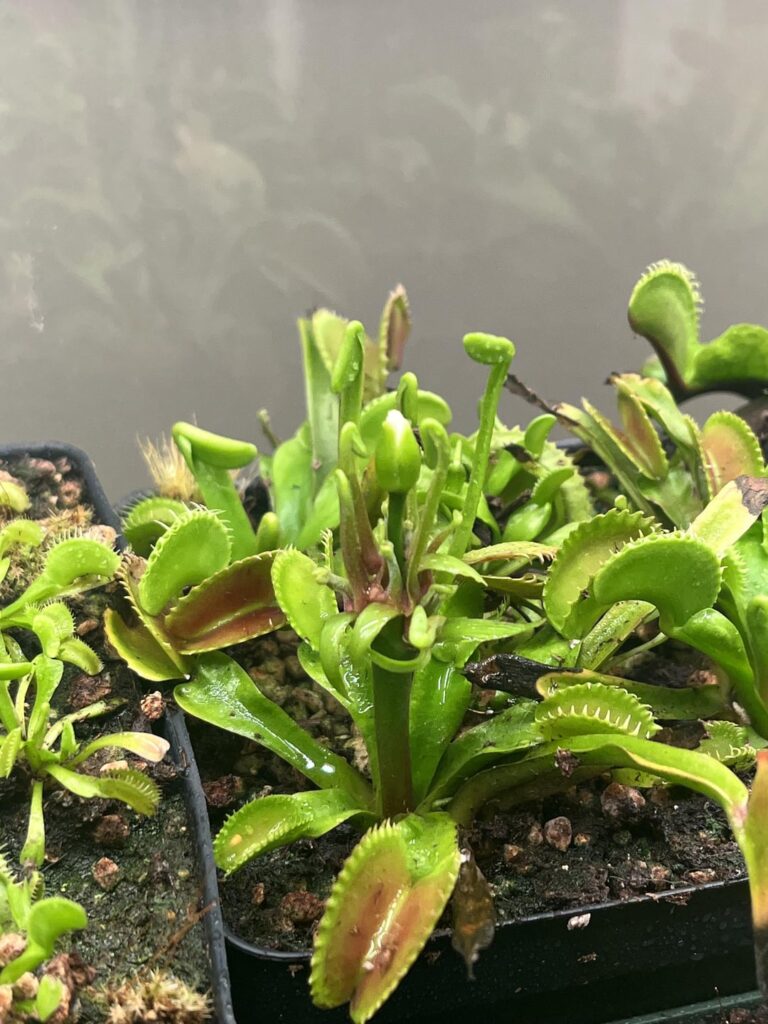 Update on False Vivipary