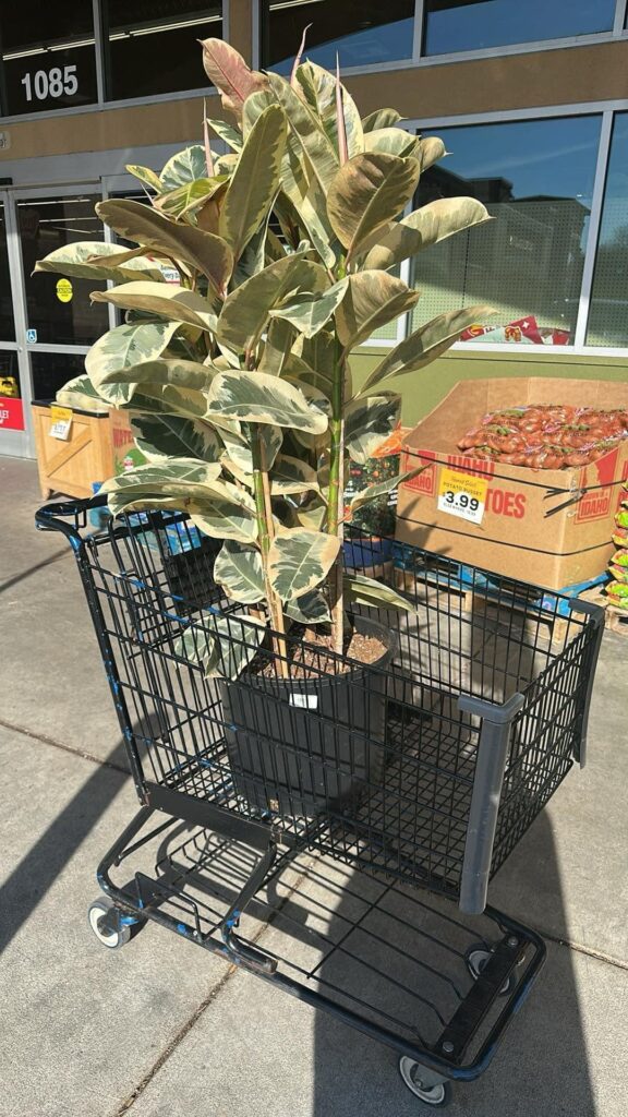 Got this beauty for $33