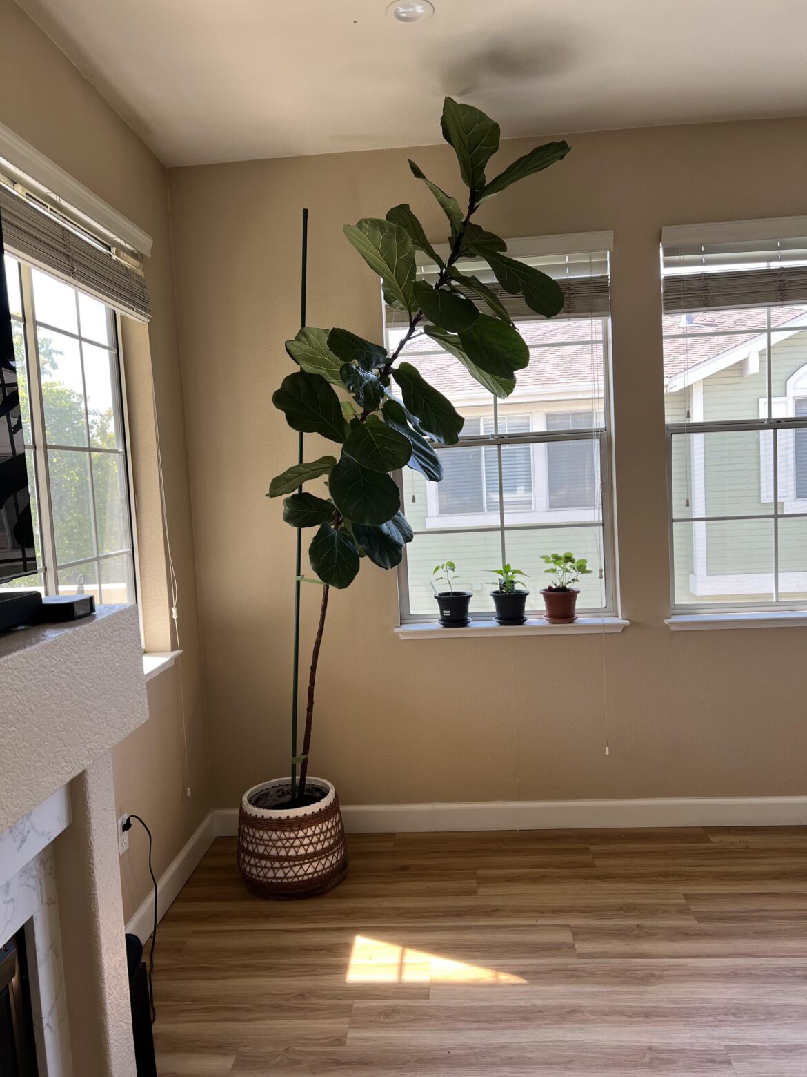 Advice for my tall fig Advice for my tall fig