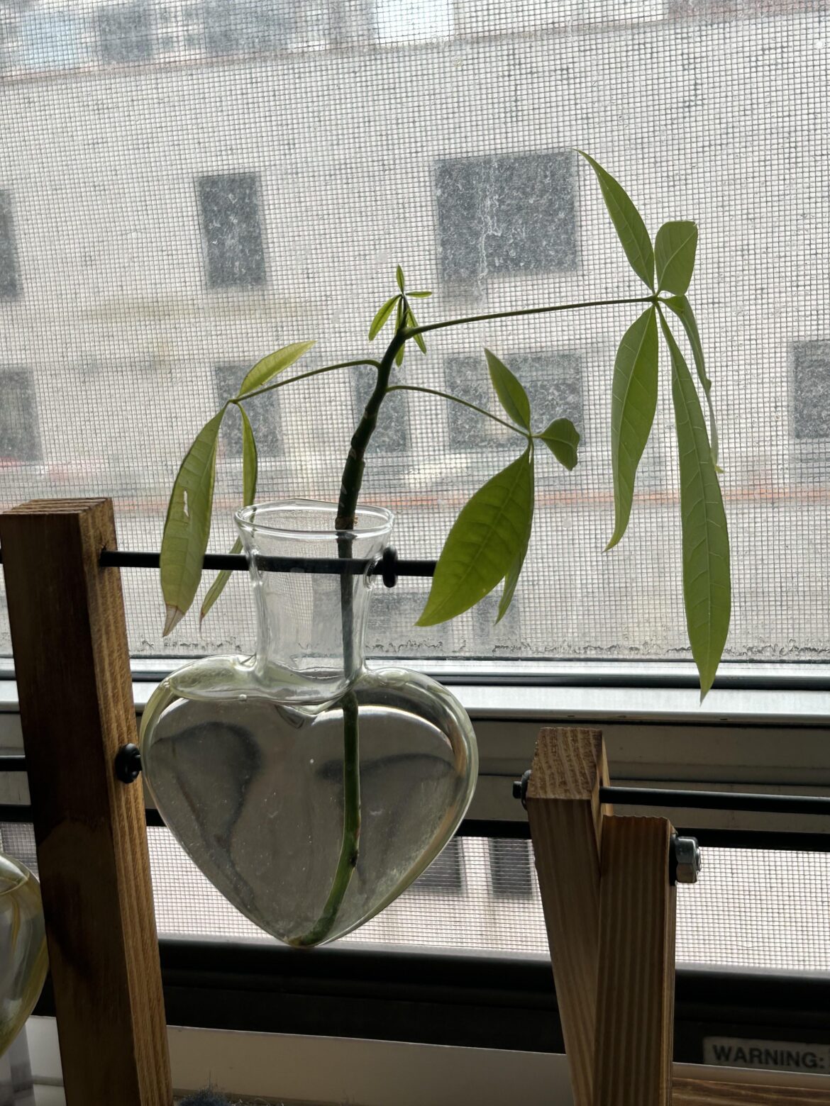 Can this money tree survive on its own?