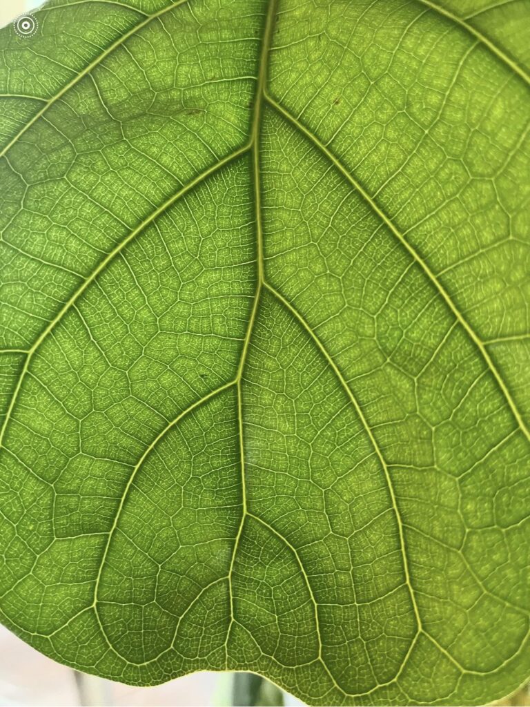 Cool picture of my FLF tree with sun shining through!