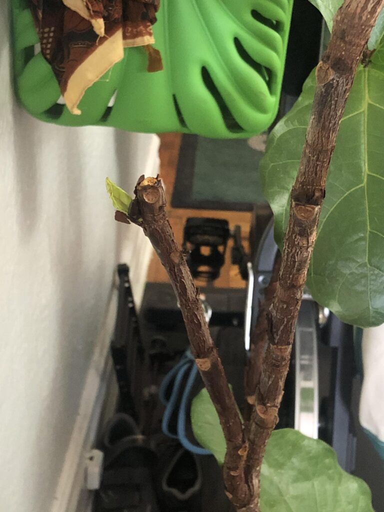 Chop update (spoiler: it worked) Chop update (spoiler: it worked)