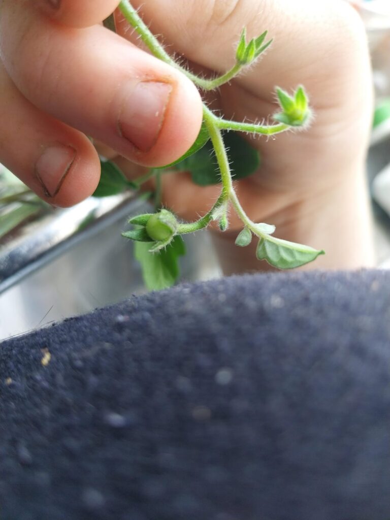 My tomatos are FINALLY growing!