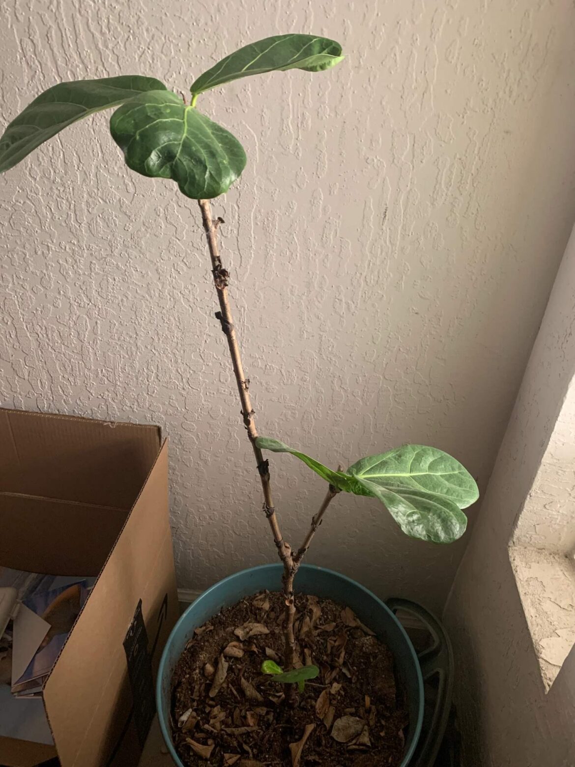 How should this be cut to encourage growth?