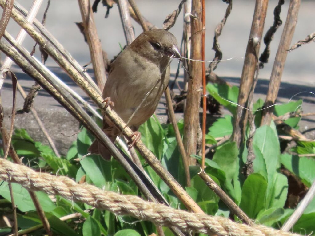 Nesting birds love pulling fibers from milkweed stems!