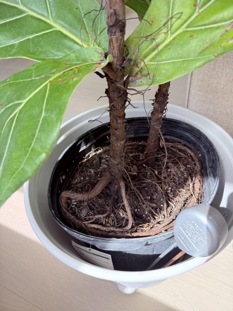 Do i need to repot?