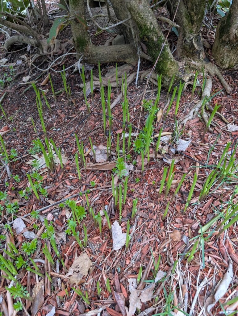 Hundreds of these growing in what once was a flower garden Hundreds of these growing in what once was a flower garden