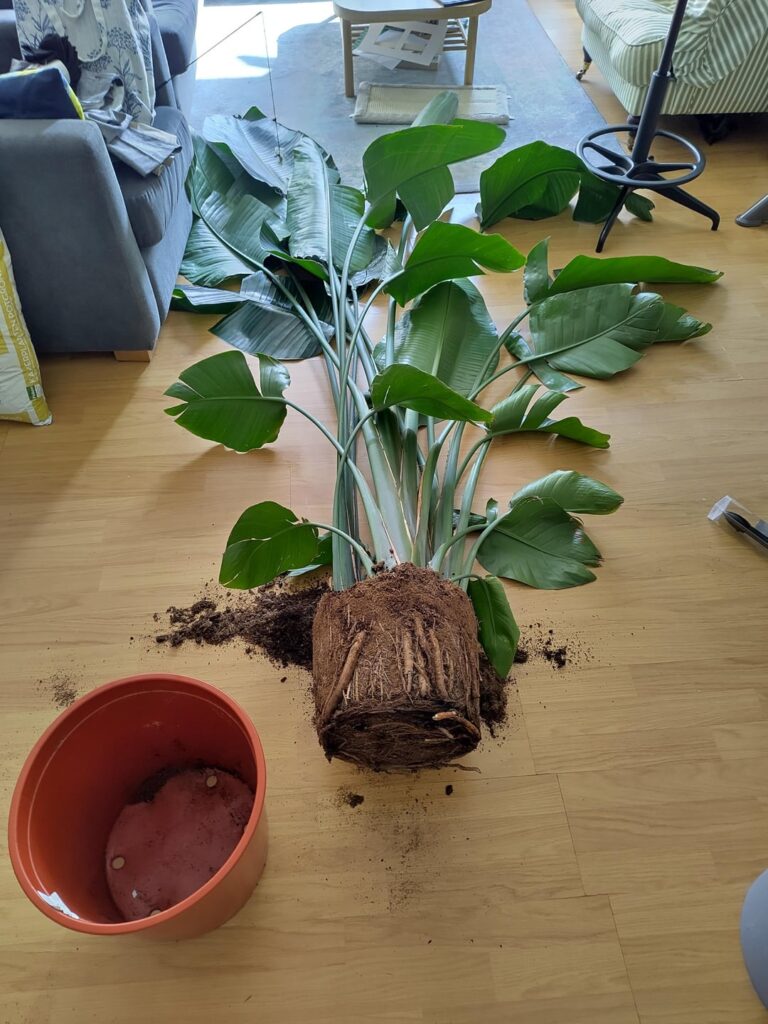 Biggest plants I’ve ever repotted! Biggest plants I've ever repotted!