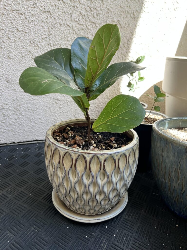 I bought this one a month ago and it's first new leaf is here!