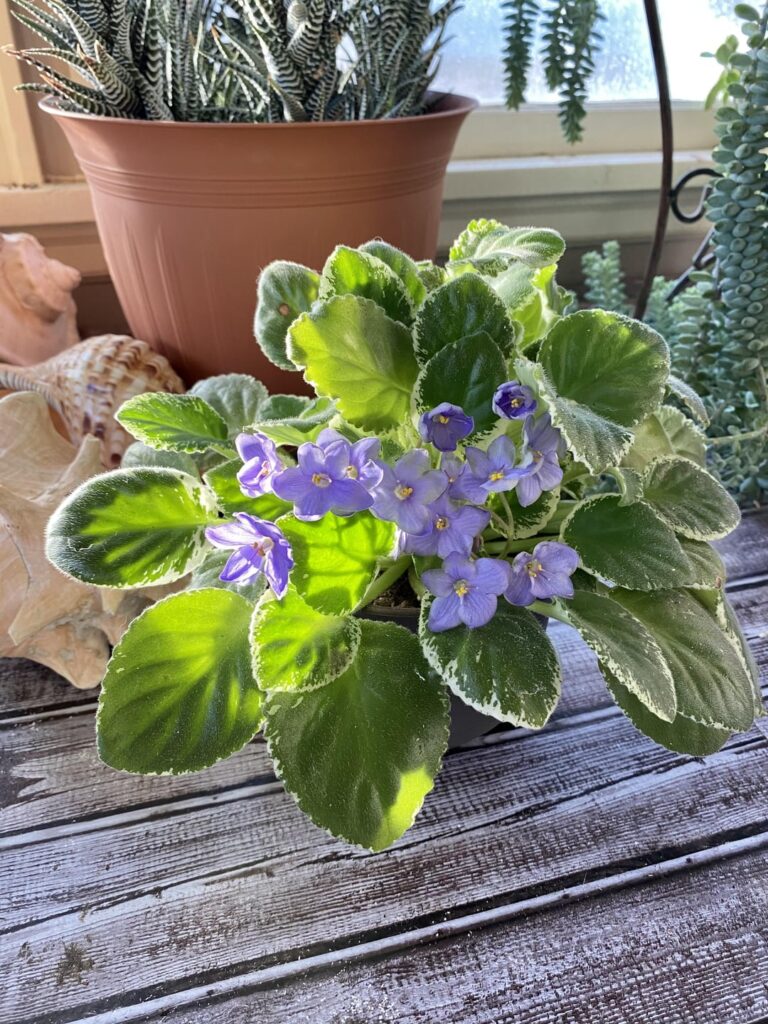 My African Violet just livin’ life