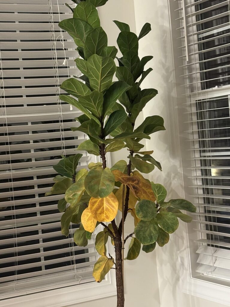 Help!! Don’t know what to do!