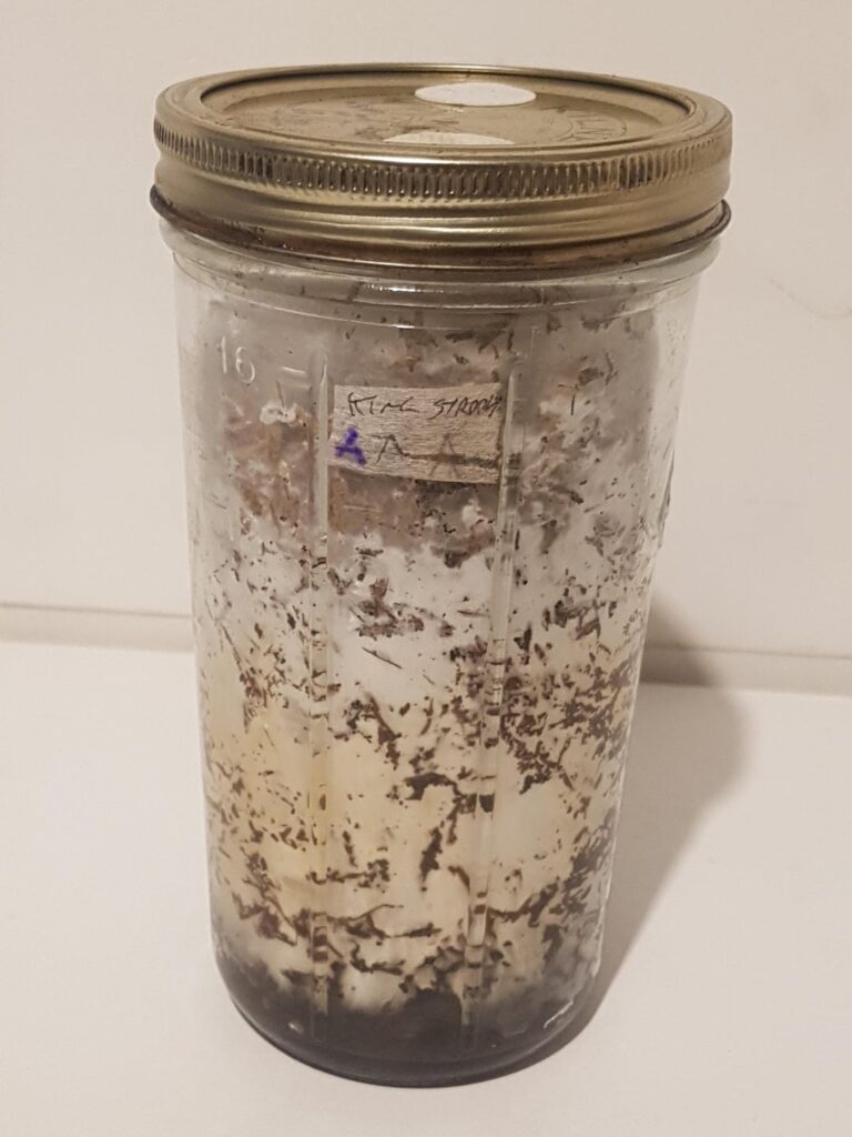 Using urine to grow wine caps (Stropharia rugosoannulata) Using urine to grow wine caps (Stropharia rugosoannulata)
