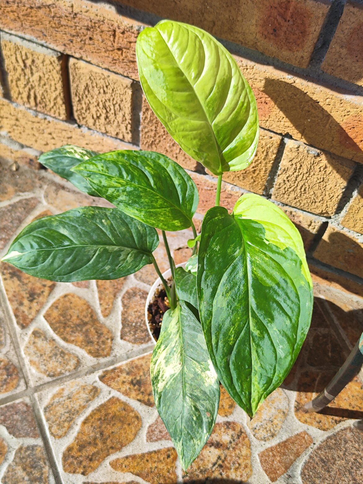 Monstera Mayuna Variegated.
