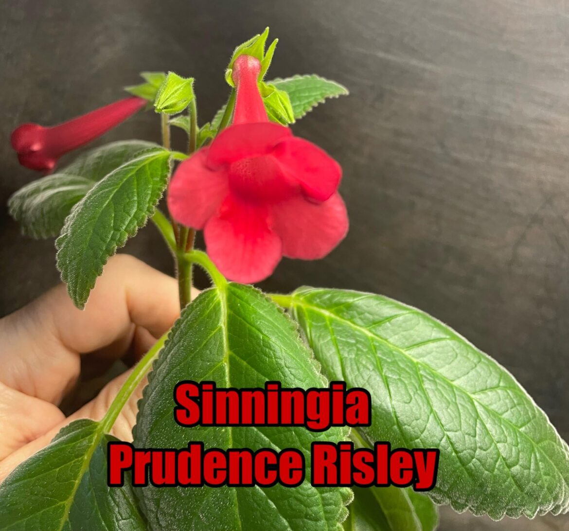 Sinningia Prudence Risley
