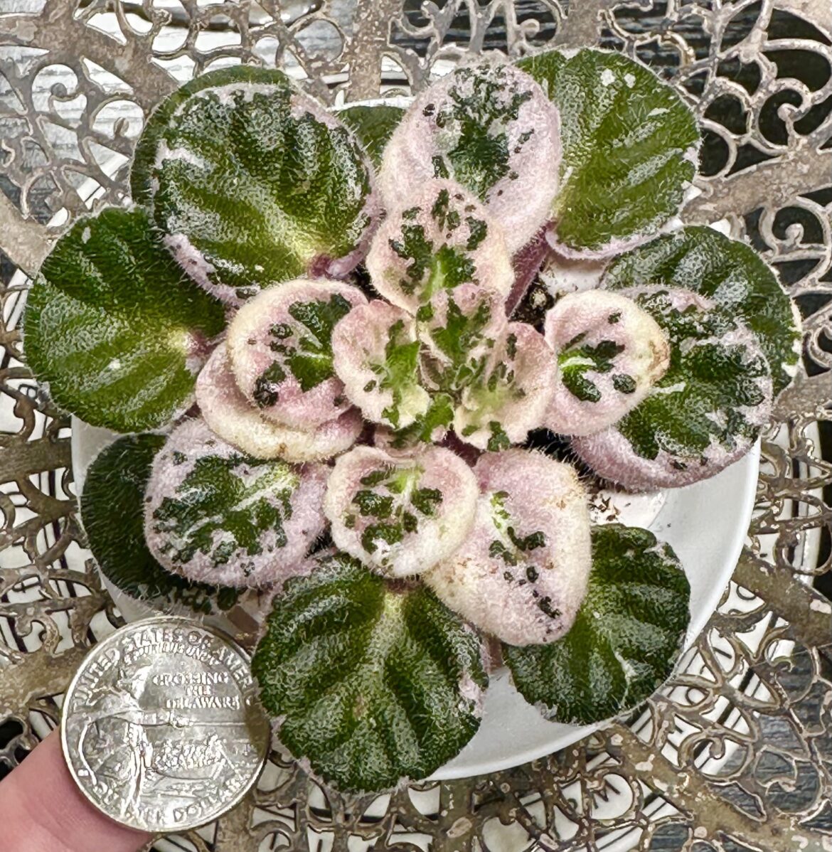 Blooms Schlooms- I’m pretty on my own! Little Streaker Blooms Schlooms- I’m pretty on my own! Little Streaker