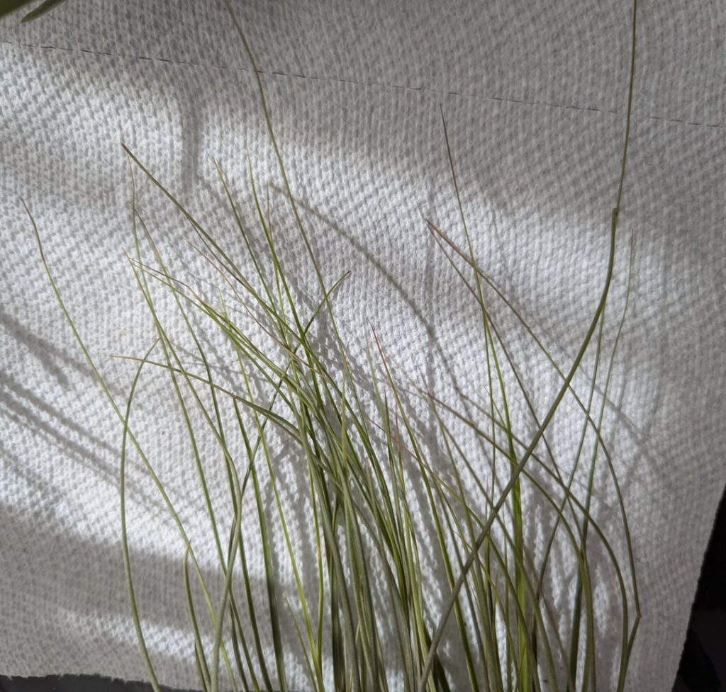 Is the brown bottom on these normal? Is the brown bottom on these normal?