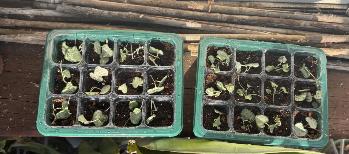 Propagation station!
