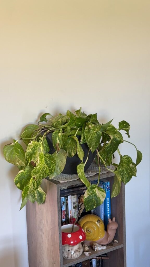 I have no idea what I’m doing 🥲 please help me