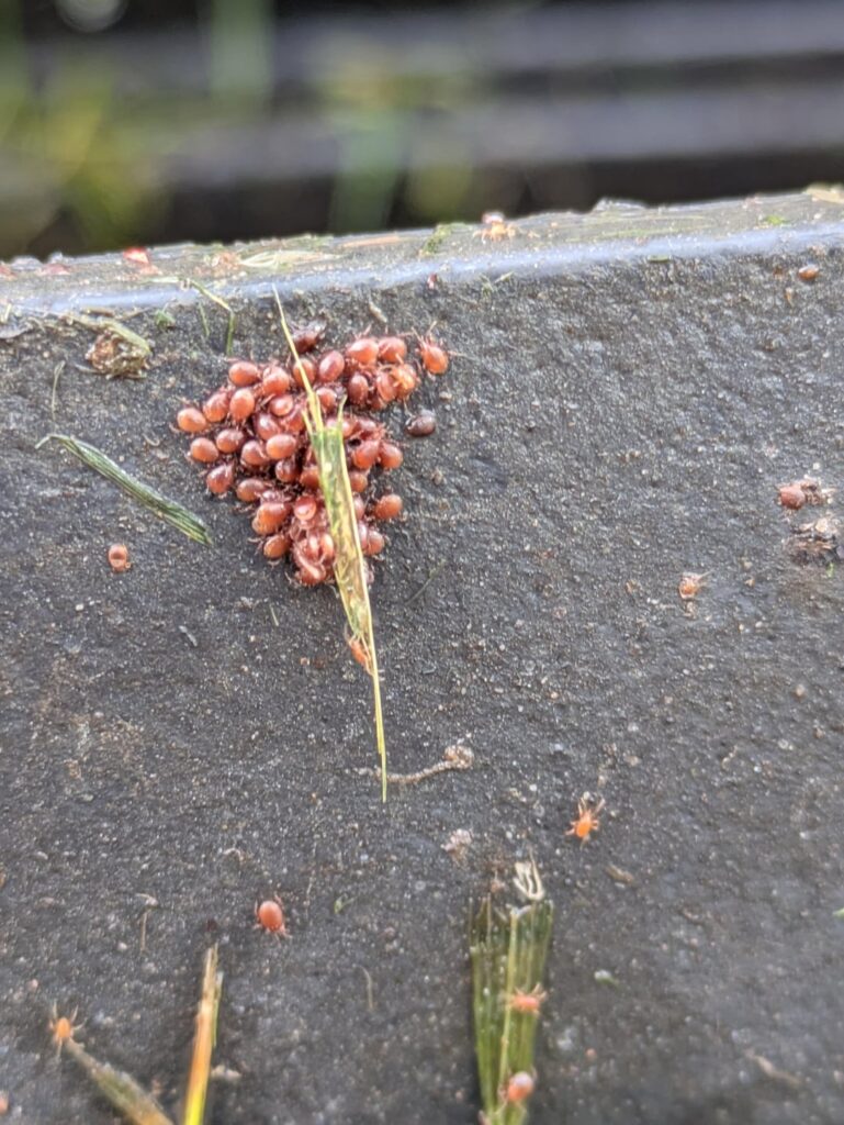 Mites