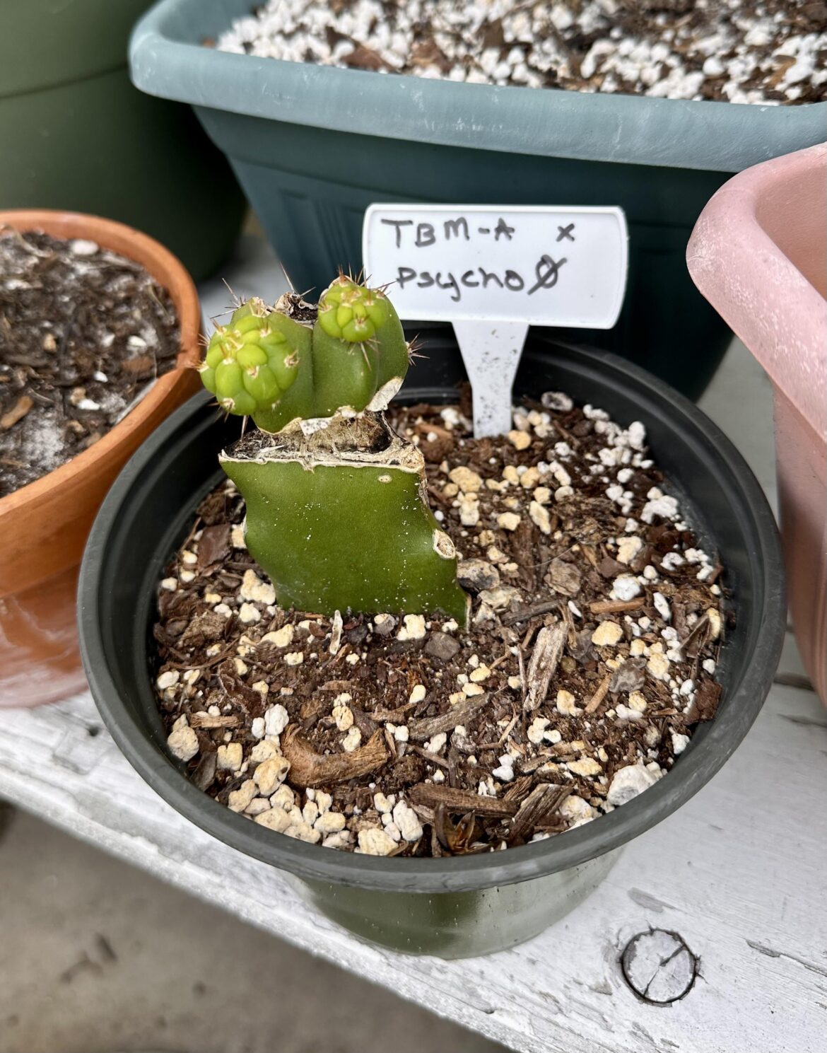 Excited for this one. 🌵