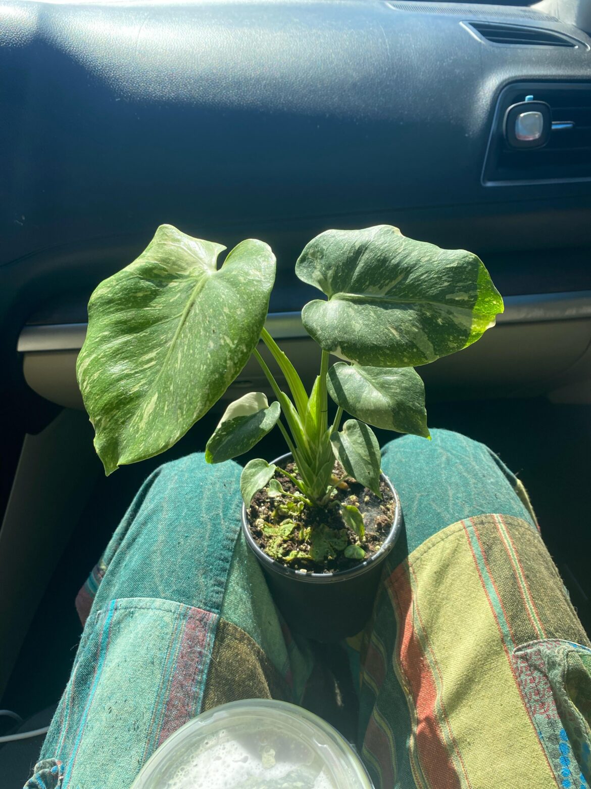 Found a Thai Constellation at my local plant store and shes ADORABLE