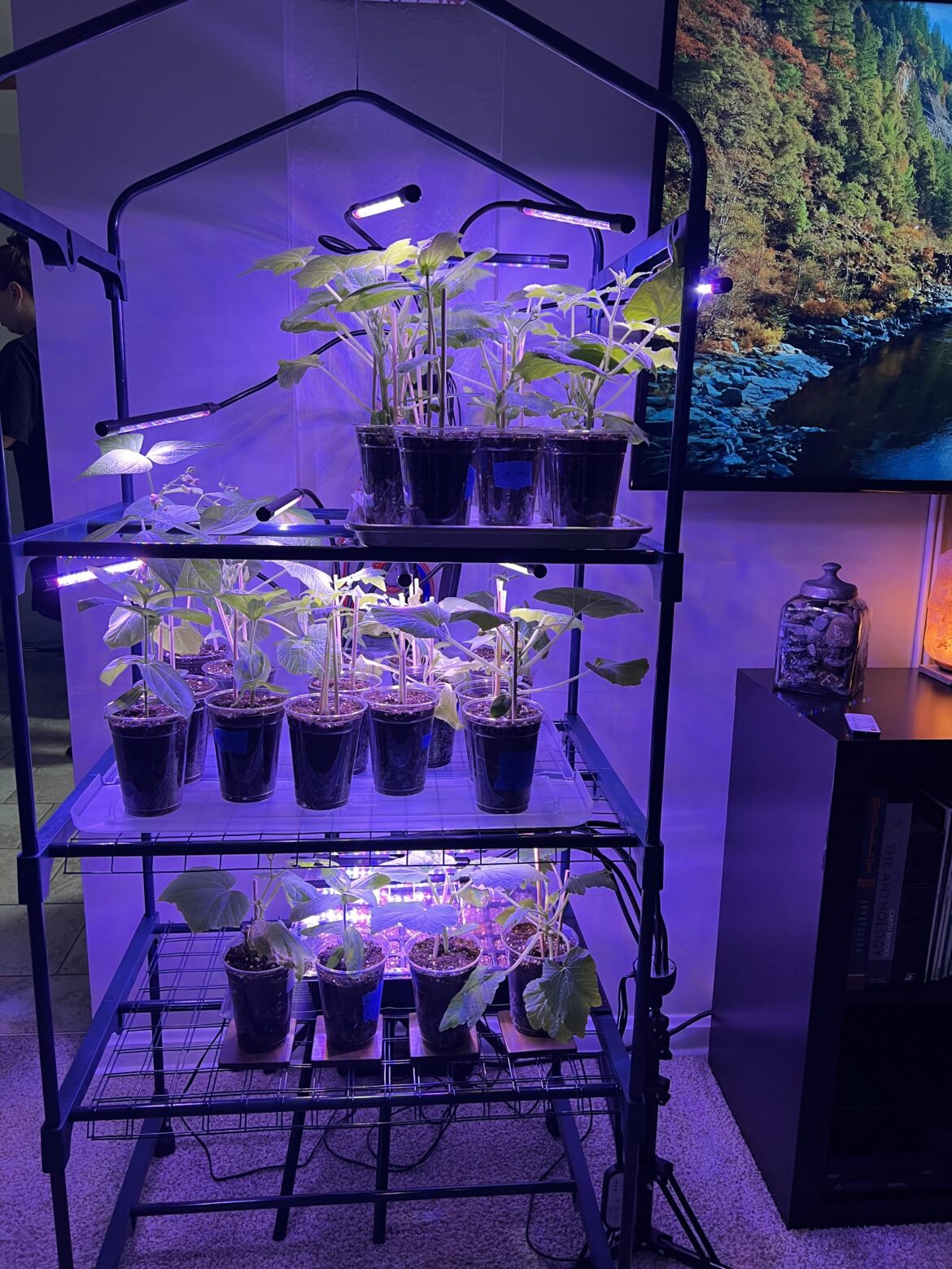 How Understanding is Your Spouse/Partner?🫠🤭