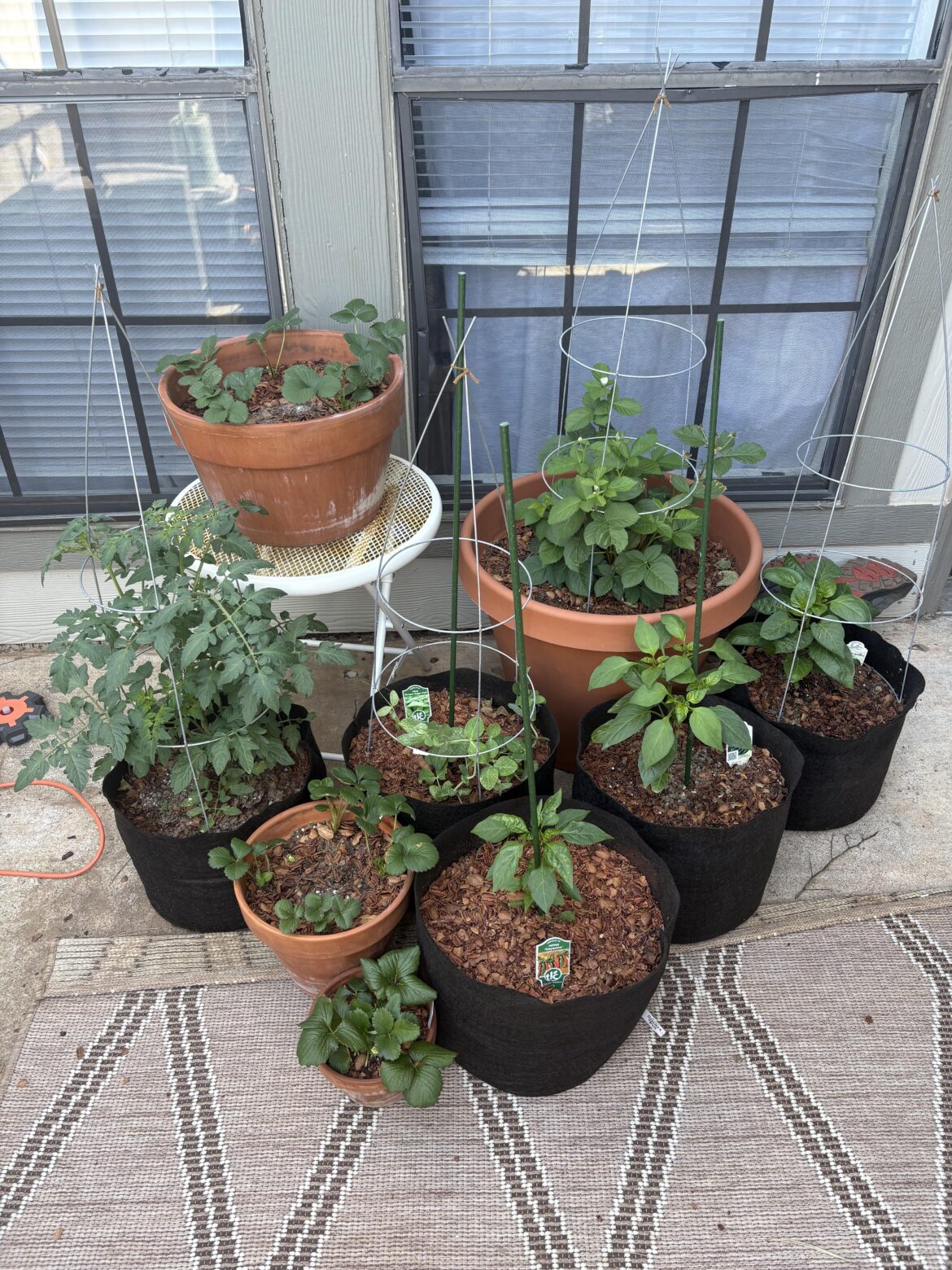 My first attempt at gardening!