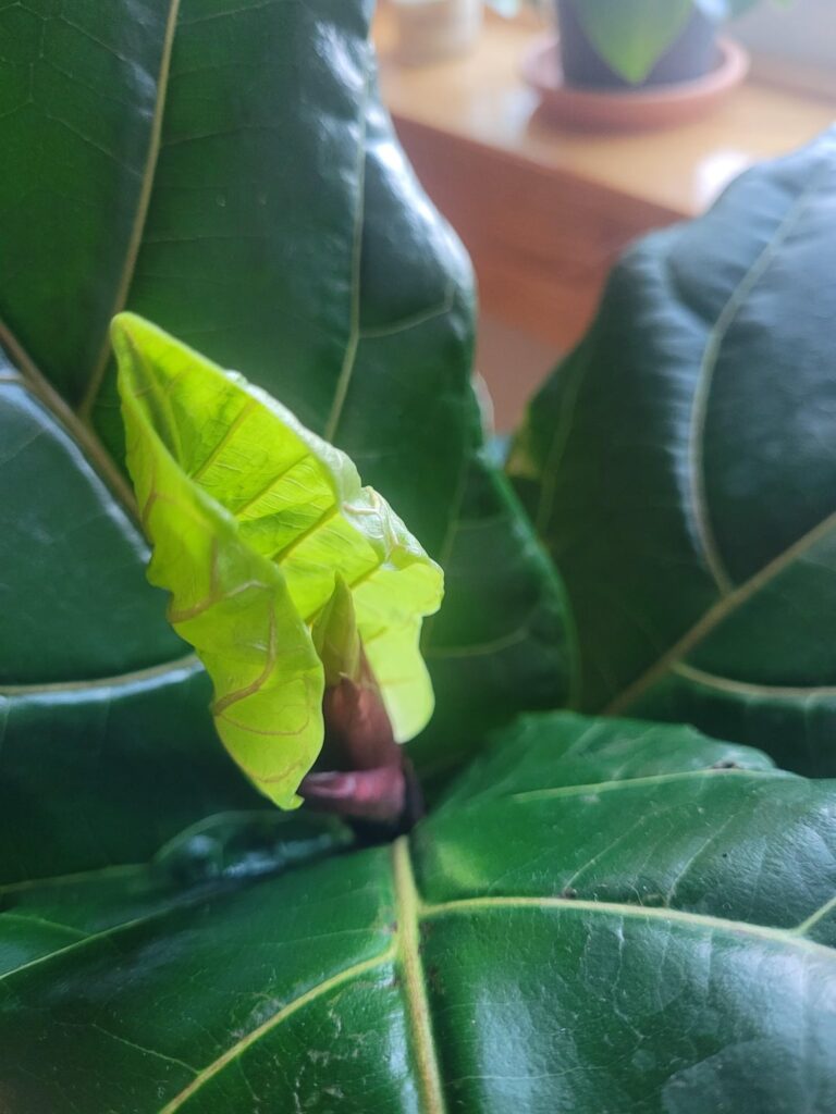 Is my plant growing two leaves at once?? Is my plant growing two leaves at once??
