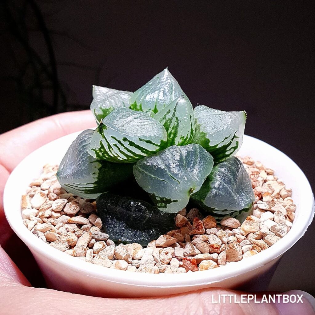 Haworthia Urahannya 'Jelly' Seed-grown