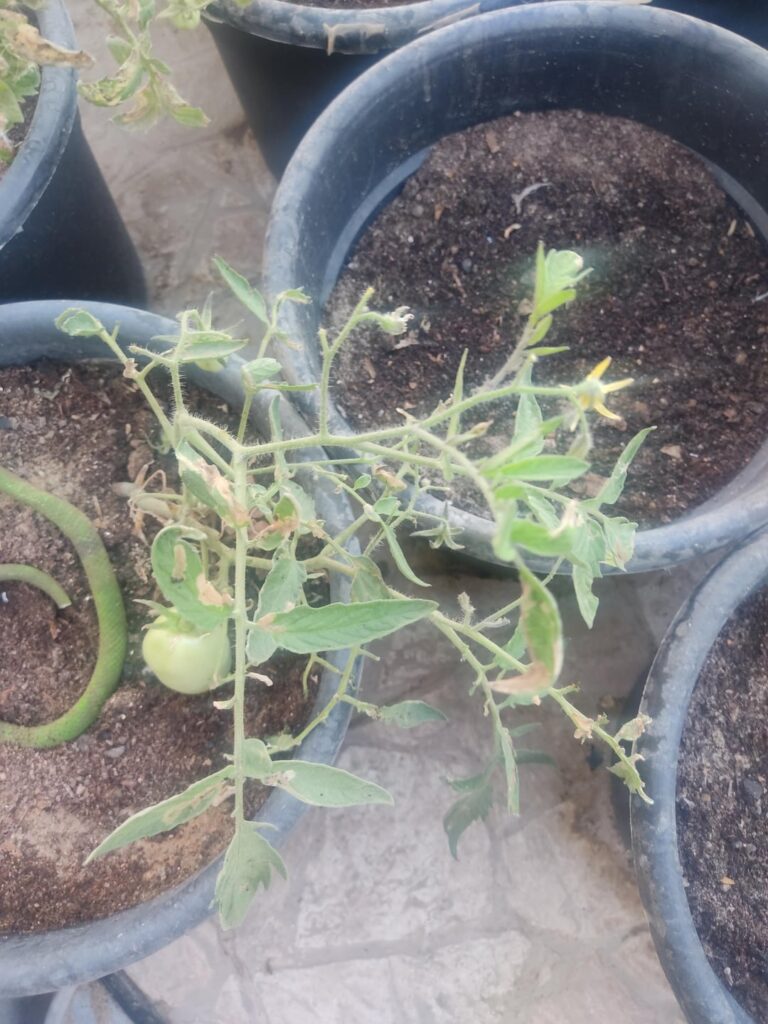 tomato plants infested with some pest, what do i do?