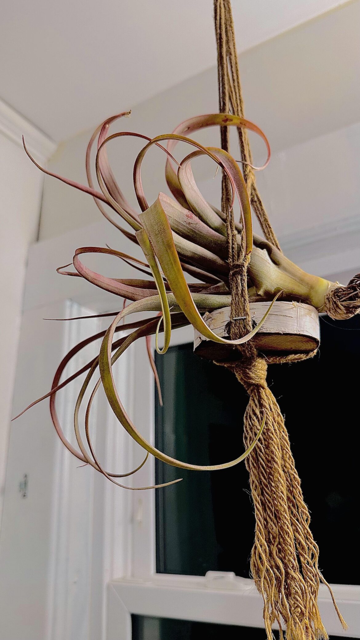 What is the name of my air plant please?