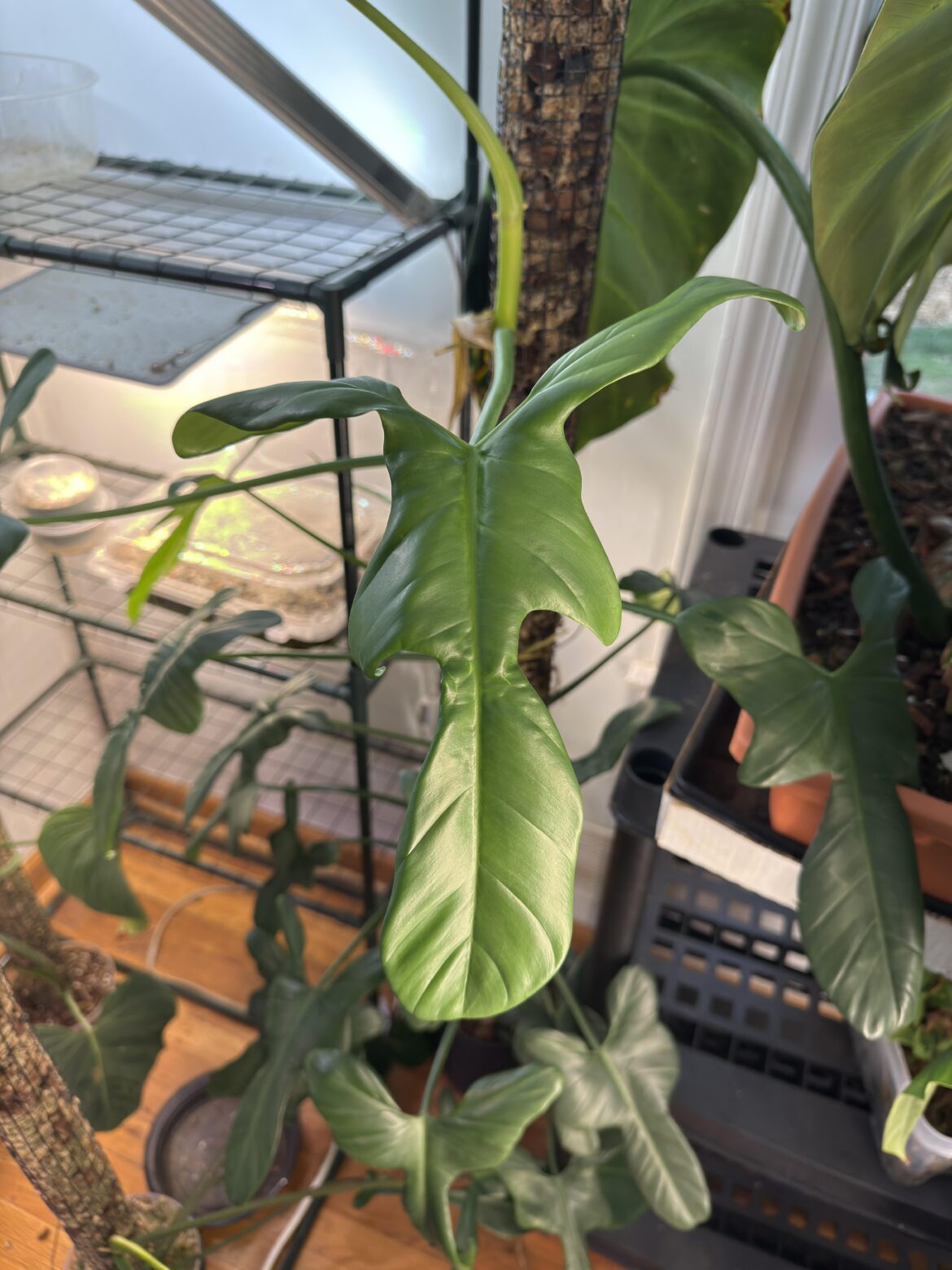 Mature philodendron panduriforme