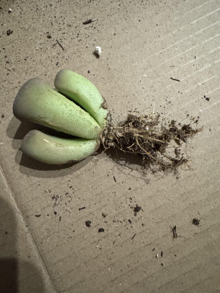 Is this one plant?
