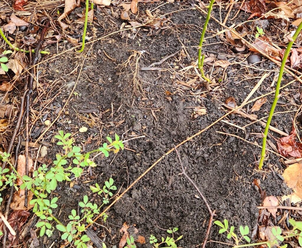 An elusive mound of authentic Garden State black gold