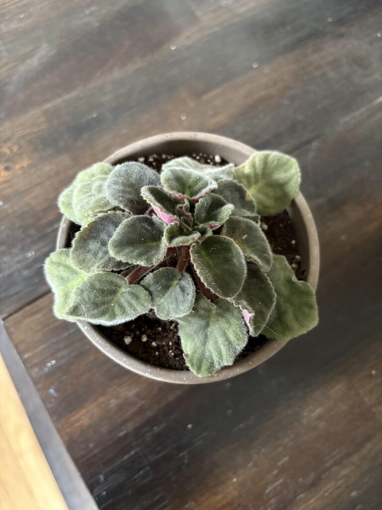 Is this pot too large?