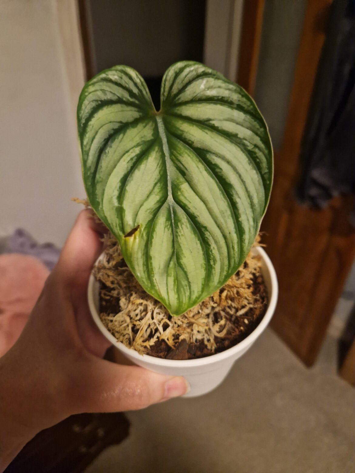 ID please 🙏 I got her as a stump, very proud mumma