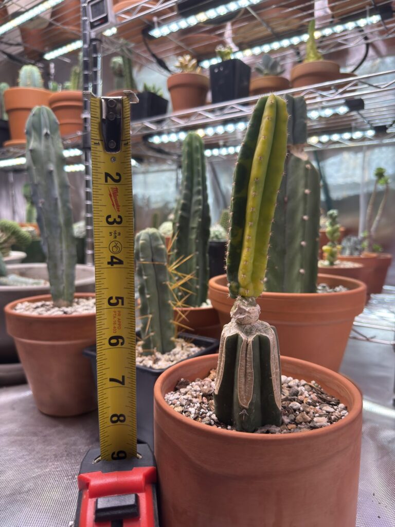 Time to regraft this variegated Scop. Is this Grandiflorus too big?
