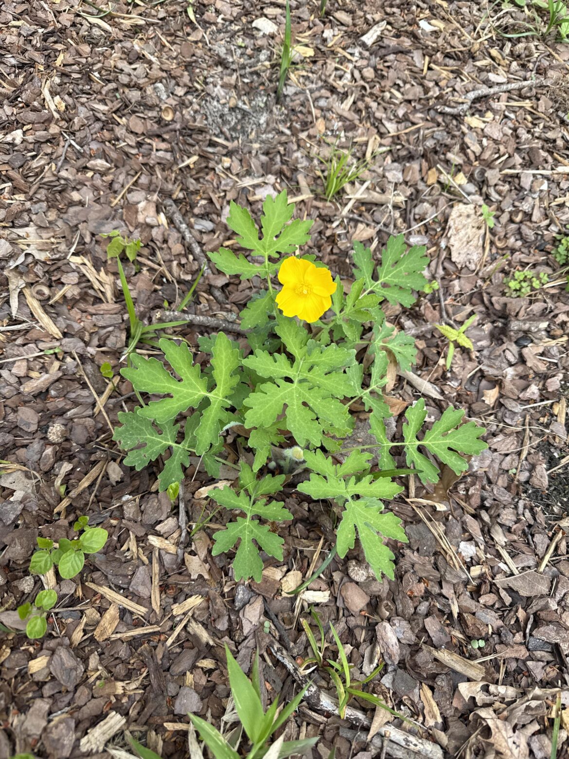 Celandine Poppy !