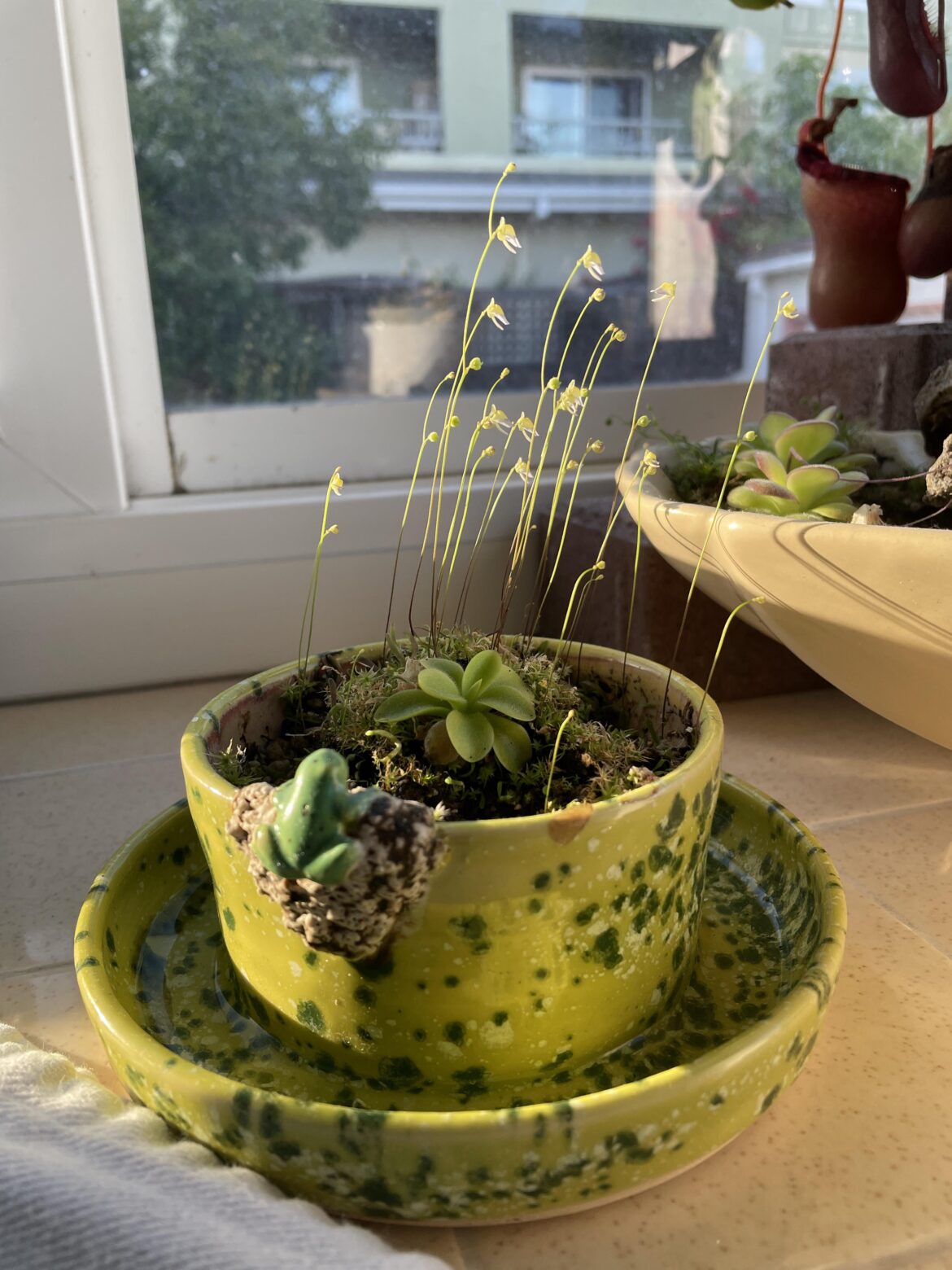 Bladderworts in my ping pot or ping in my bladderwort pot?
