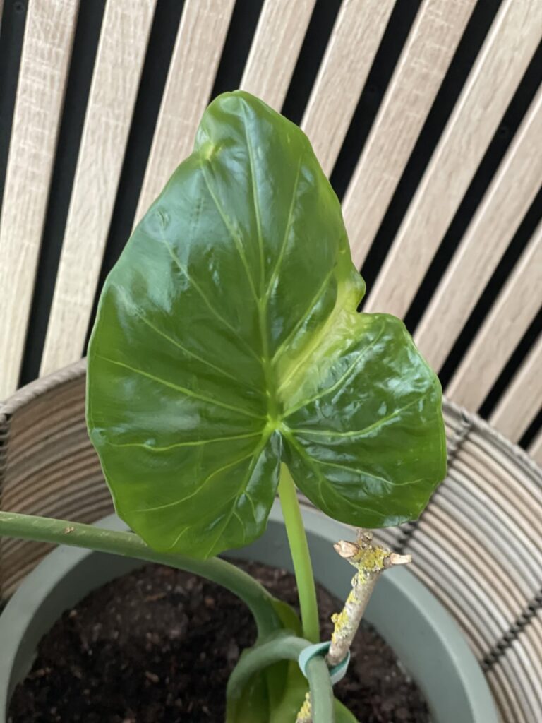 Any advice? Assign Any advice? Assign