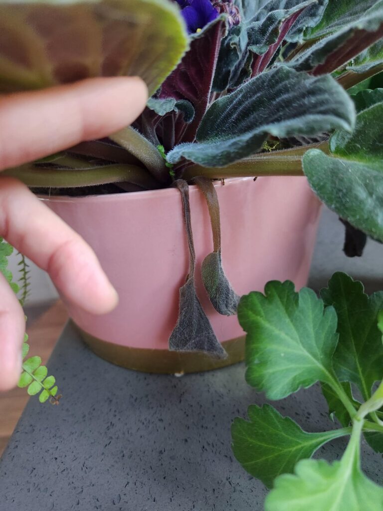 Pointy new leaves, why?