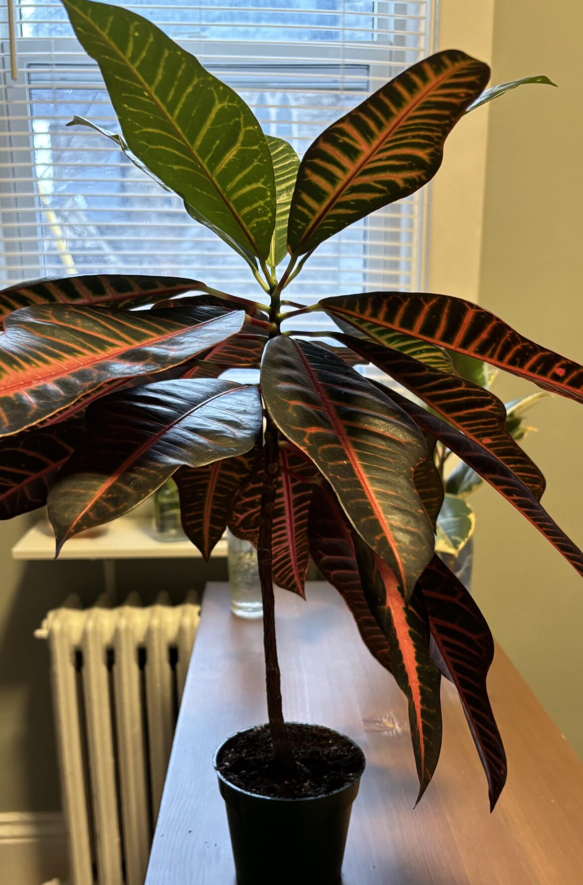 Can I notch this plant?