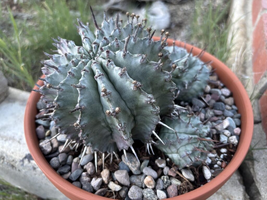 Is my Horrida Nova cooked? What can i do? Discoloration but firm and not squishy, and dry roots.