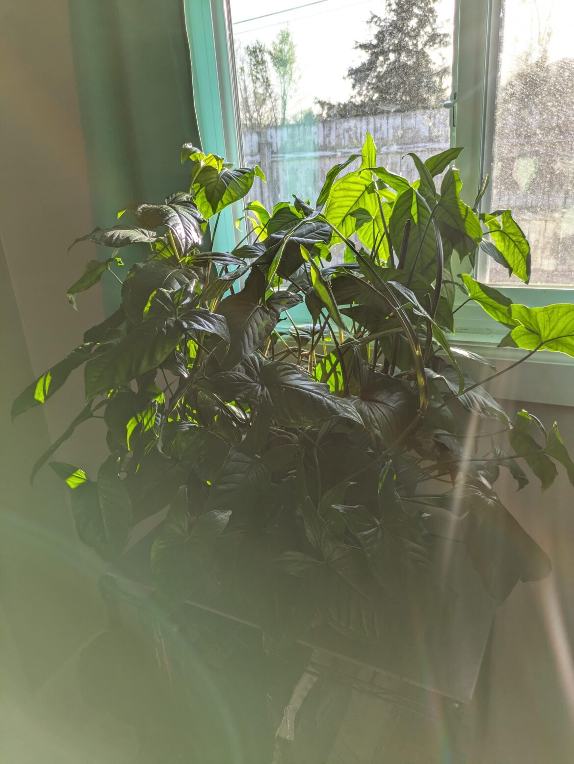 I've had this plant since I was 19 (1995).It was my moms houseplant and one day I took a cutting. The mother plant is long gone but this one is growing out of its pot and it's a wide 12in pot. It's outlasted so many relationships & a 200mi move. Just thinking of my mom, who's not feeling well.