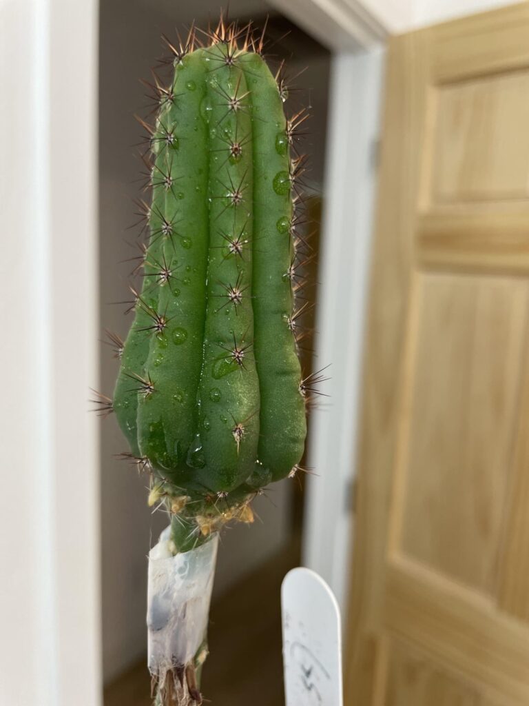 Why are these etiolating and growing roots at the bas, and what should I do? They receive plenty of light/water/fert