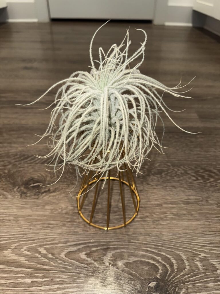 Care Help! Tips turning brown 😩