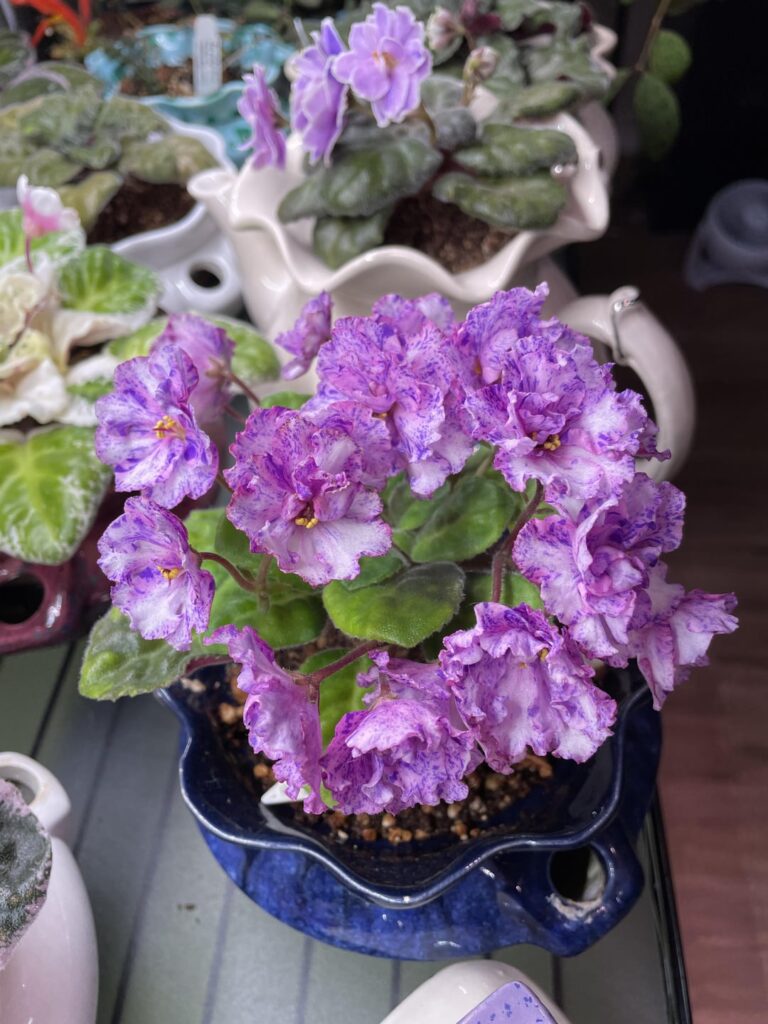 A beautiful crown of blooms. Victorian Flirt.