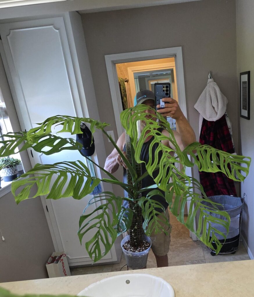 Monstera Esqueleto