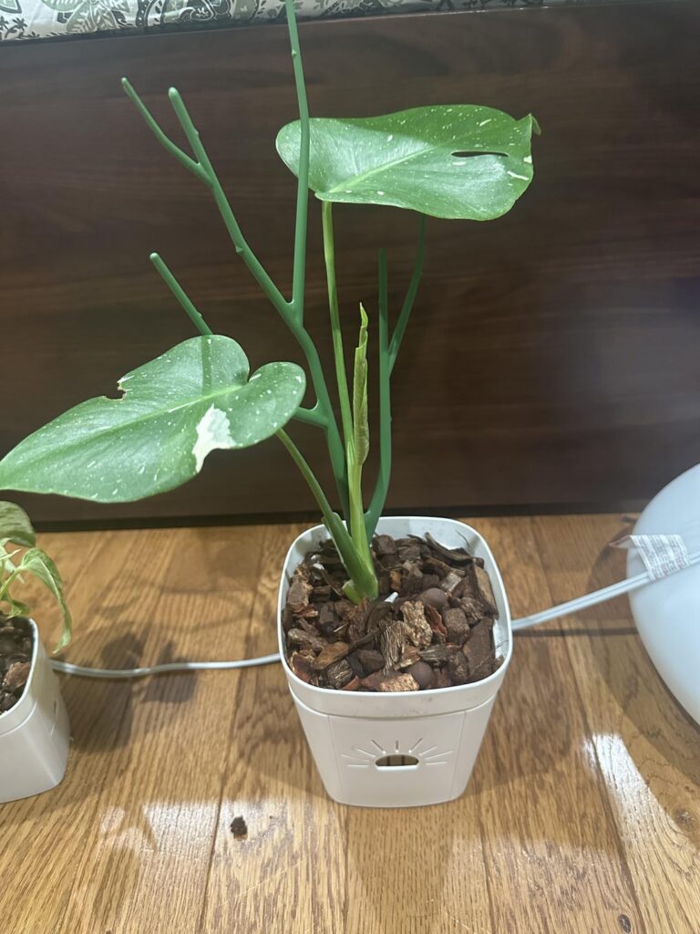 how do i know when my chunky soil-free airoid mix is dry