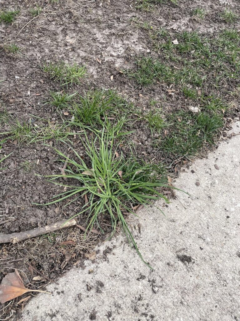 What weed is this?
